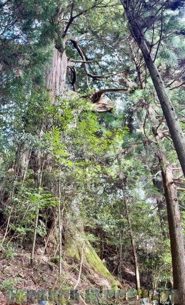 觀霧-檜山巨木群步道2925567