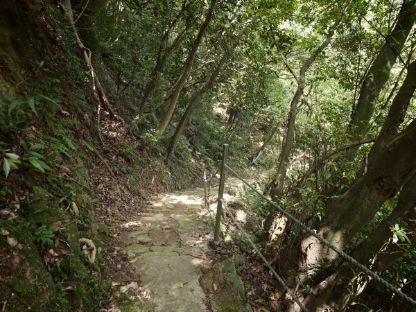 [淡蘭古道] 2026_0523 南路第一段_妙高台步道3069502