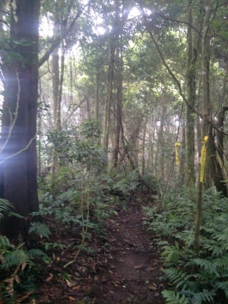 竹崙、志騰山步道(竹崙古道)1452912