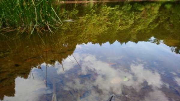 加羅湖系列之嘉蘭池，給給池，四季薰山993313