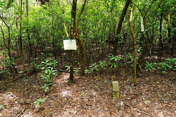 苗栗 三義 枕頭山、南片山2801766