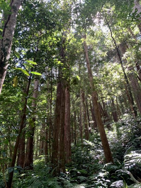 北得拉曼巨木步道2208737