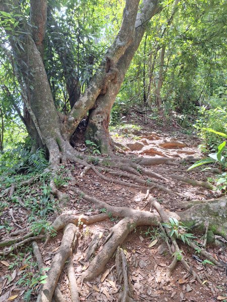 南澳朝陽步道小O202508312876499