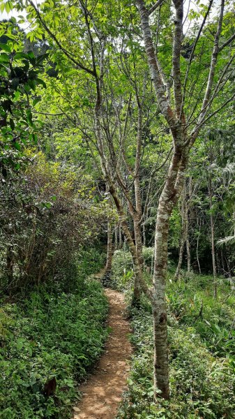 《苗栗》山中水晶蘭｜南庄向天湖山三連峰O型202203131639734