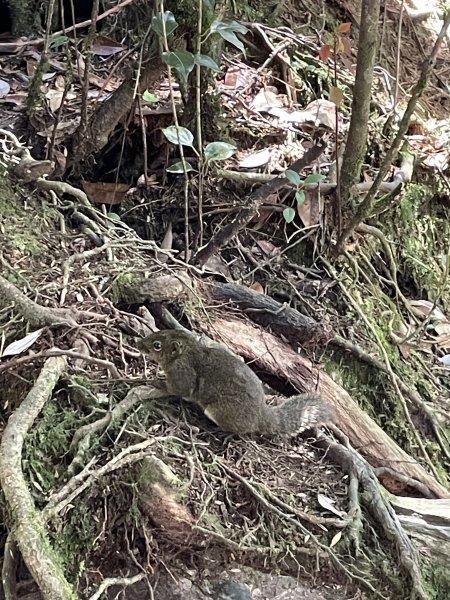 馬來西亞神山：日出、大景、豬籠草 Malaysia's Kinabalu2997531