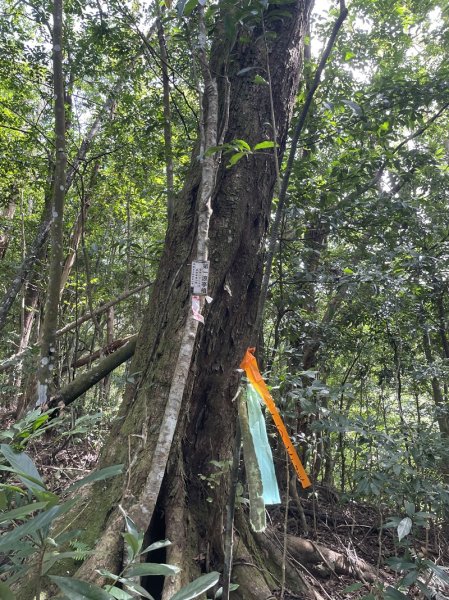 熊空紅河谷越嶺古道2916300