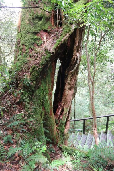 〔桃園復興〕拉拉山巨木，史詩級魔幻森林，75公頃紅檜 扁柏森林浴2237067