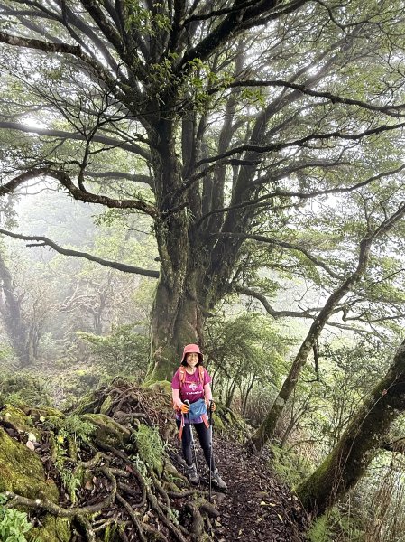 加里山O繞20250713(大坪登山口-杜鵑嶺-加里山-避難小屋-大坪登山口)2836907
