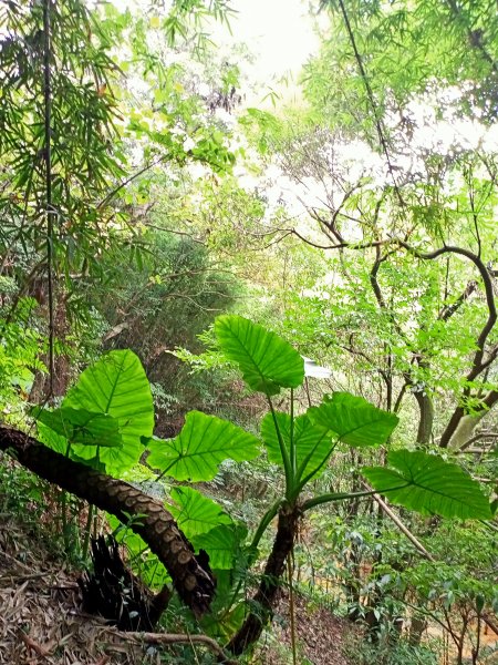 2-2 紗帽路旁磺溪祕境→白雲瀑布→陽明山前山公園→陽明醫院舊址1825891