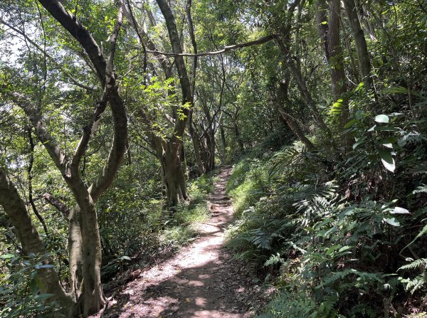 [跟著2025雙北世壯運探索雙北市-7/21] 2025_0615 疾風足球道（輔仁大學－明志路二段2814977