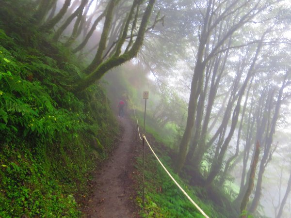 【新竹】觀霧迷幻森林：檜山巨木群步道1111927