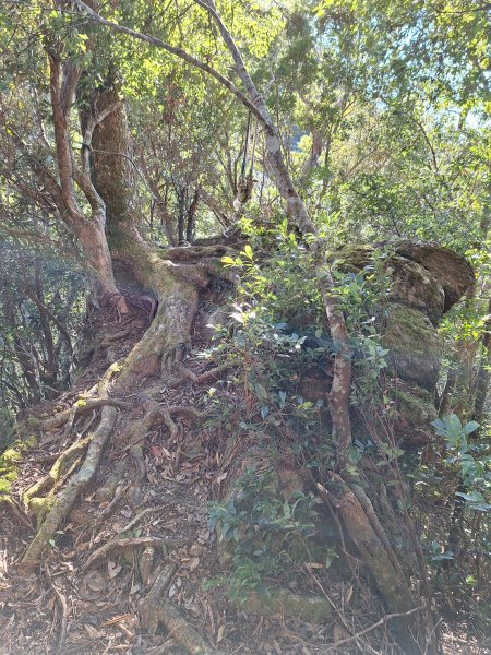 復興三尖之夫婦山+夫婦山西峰202412102667278