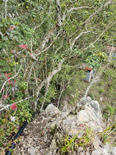 藤枝山-小百岳#68-高雄市桃源區2750324