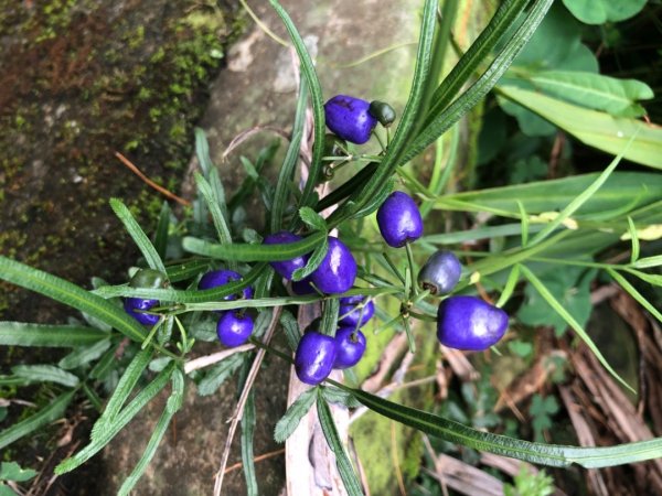 後棟山經挑筍古道上大尖山再走樟湖山1100406