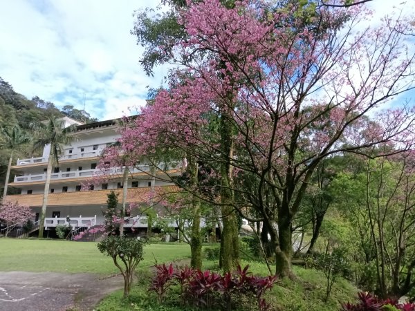 汐止區大尖山櫻花+秀峰瀑布O型3009411