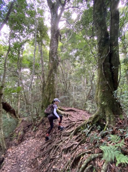 魔法森林塔曼山1068082