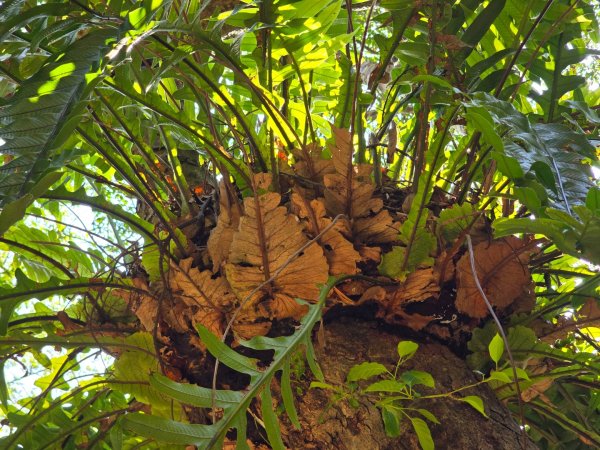 卓社大山〔武界栗栖溪登山口起登〕2748386