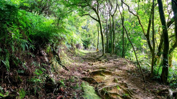 柯子林保甲路,如意湖,五指山古道2848891