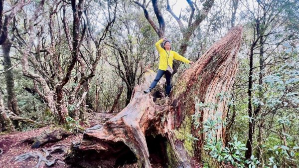 🌈4/13（日）（三）魔法森林-塔曼山~FB：熊熊趴爬走🌈2761317