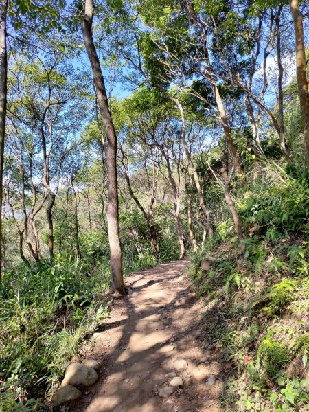 虎頭山-虎嶺迎風步道775378