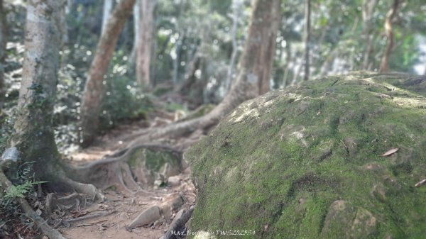 《新竹》斷崖神木｜北得拉曼步道小P繞202510172917490