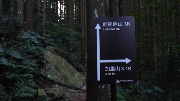 加里山登山健行趣(小百岳42)1527205