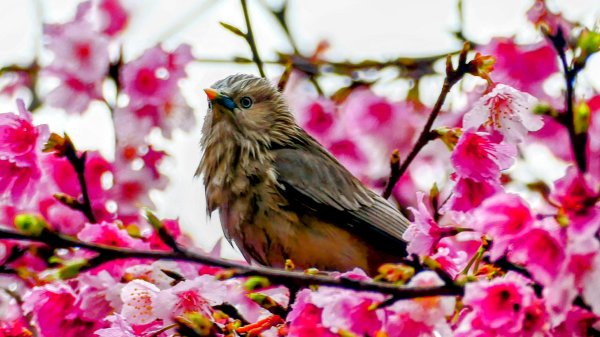 《青玉案・樂活櫻雲照水》