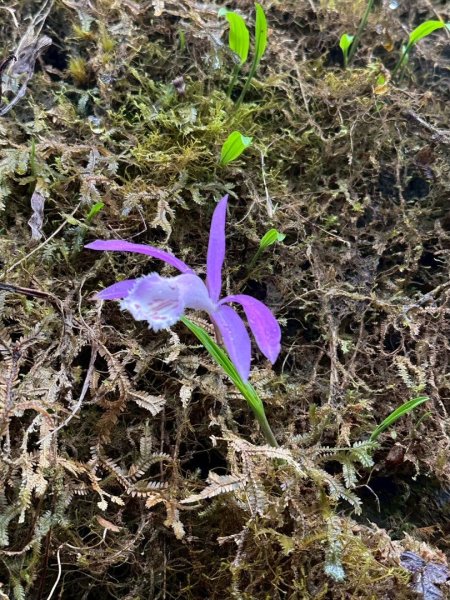 卡保石壁一葉蘭（耘夢谷上逐鹿山下O走）2809517