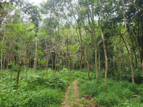 鯉魚潭森林步道(已荒廢）1075219