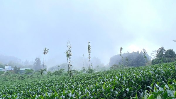 嘉義大凍山O型輕鬆走1699126