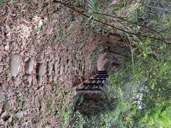 2026森遊竹縣：石光古道（老虎山步道）3107324