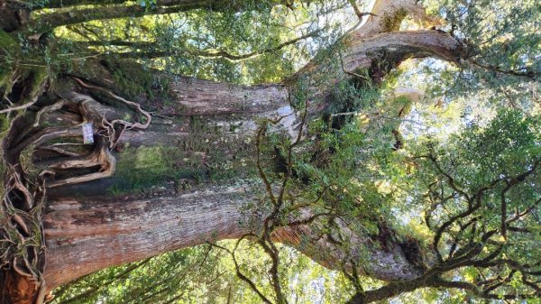 【中級山縱走】羅馬縱走，走進神木的夢幻童話森林世界2943213