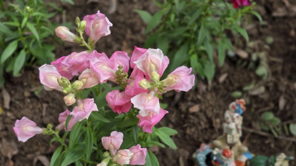 血藤秘境，步行30分鐘即可抵達，鳶山血藤大爆發，最佳賞花期只有7天，要去要快，鳶溪縱走2758571