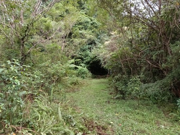 雙溪區中坑古道西線+中坑西山+內盤山土地公廟+中坑古道P字走2895324