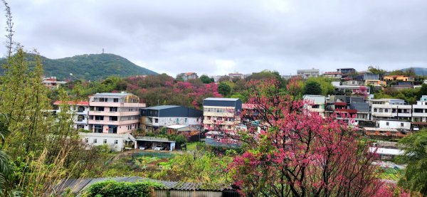 士林平菁街賞櫻，狗殷勤古道，北投硫磺谷步道，磺溪溫泉步道，情人瀑布，夢幻湖，金色水岸步道2022984