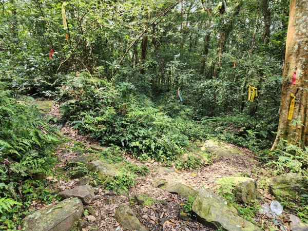 20240317八五山李棟山鳥嘴下山O型2486254