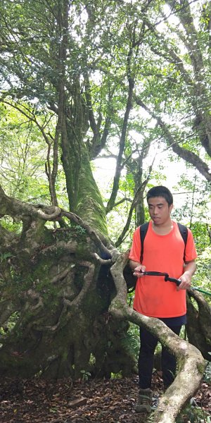 內鳥嘴山，北得拉曼神木群步道，瀑布初體驗1062670