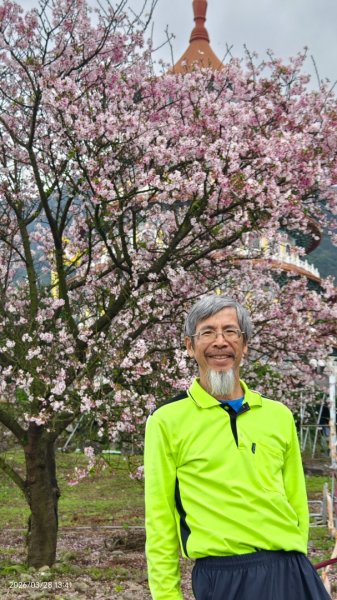 #天元宮 #吉野櫻 #頂湖小鎮 #紫藤 3/283024025