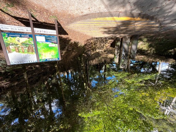 20231127_觀霧榛山步道（森遊竹縣）2763090