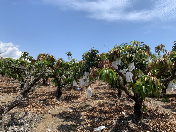 20250503屏東埔姜山2781504