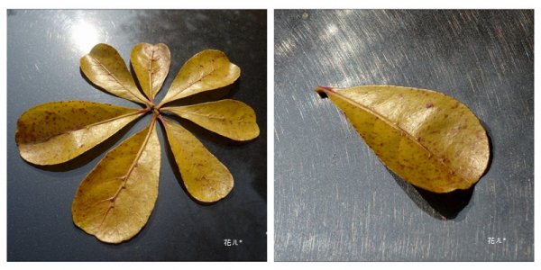 小葉欖仁/黃金雨1634888