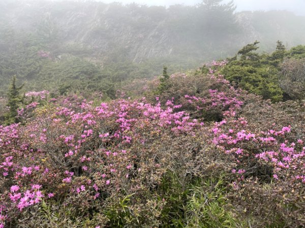 1130518｜0620合歡北峰杜鵑花2505919