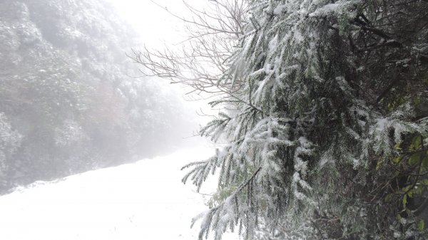 台北後花園下雪了 ！1232098