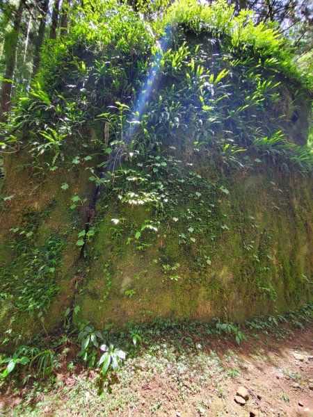 【嘉義|大凍山】多林-頂湖走1010190