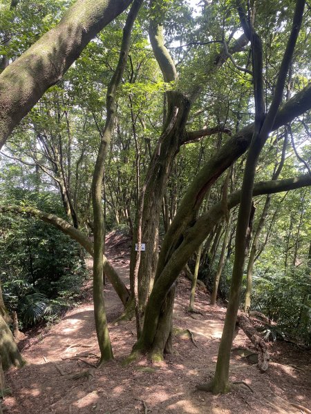 2025微笑山線大縱走尋寶集章任務-Ep.03【鳶山山系】鳶山彩壁段2893710