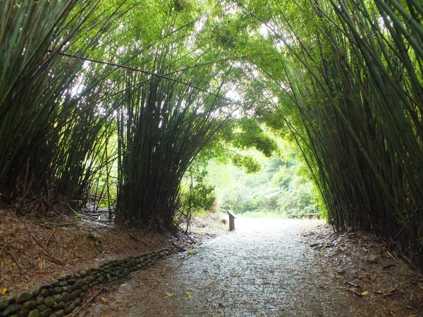 茶山步道竹叢隧道