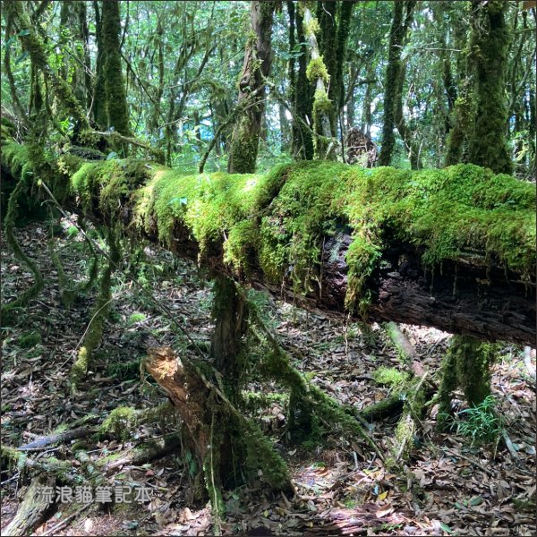 【佐米縱走】走進迷霧森林尋找千歲神木，參加一場巨木群的盛宴2888763