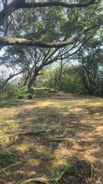 2025-0204 鶯歌_大凍山_三角埔頂山_迴龍2707959