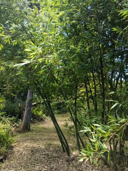 平溪區平湖尖+南山坪山+司公碗帽山+和尚尖O型2810699