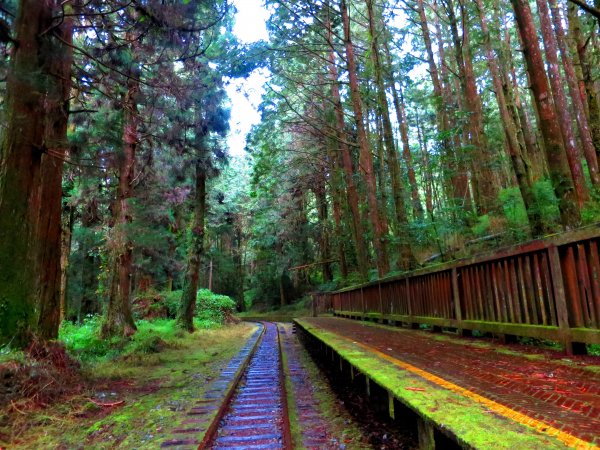 走水山巨木步道 與千年神木對話428142